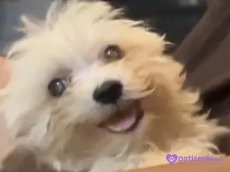 Maltıpoo ve maltese yavrular 4