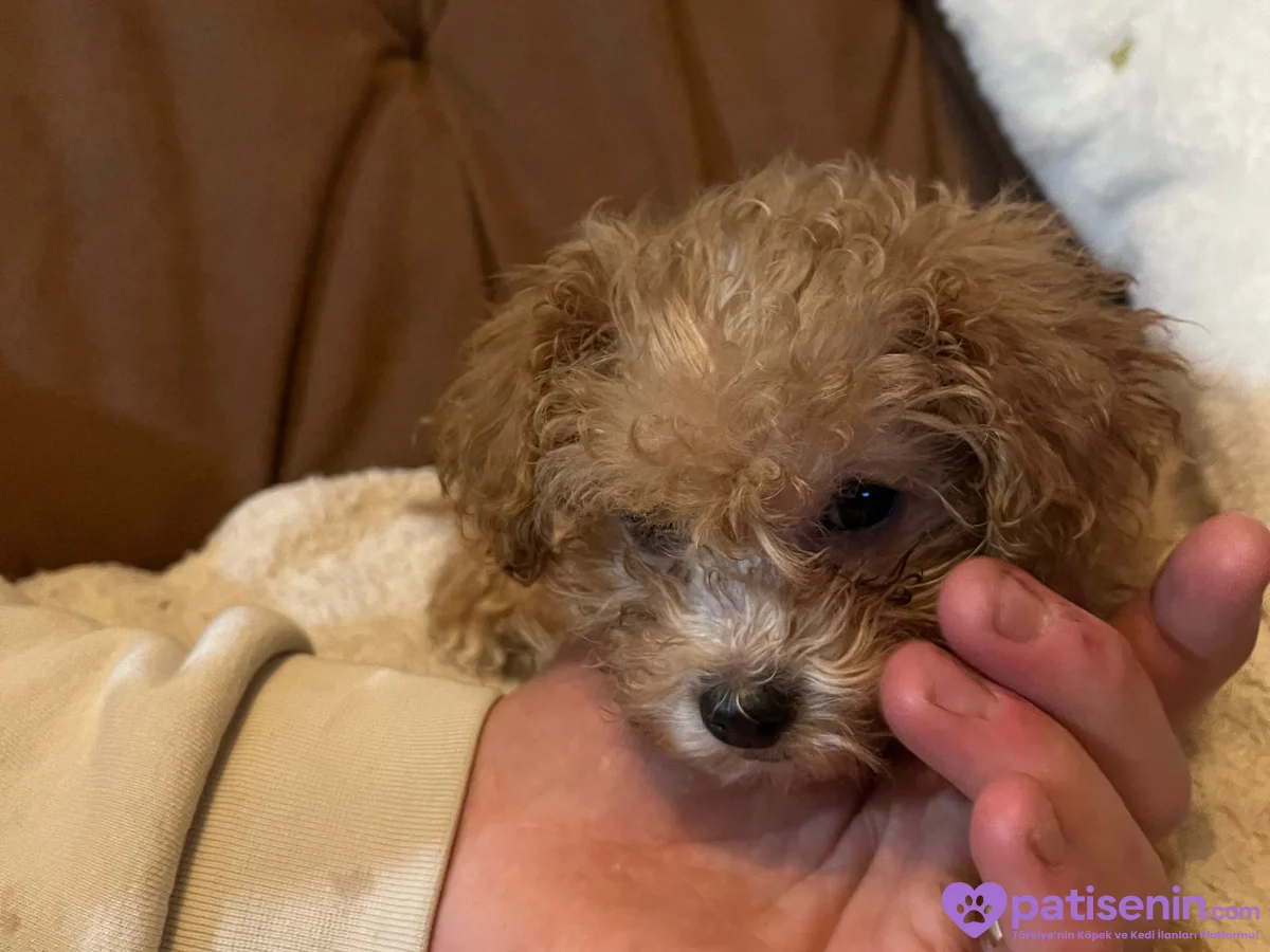 Maltıpoo ve maltese yavrular 2