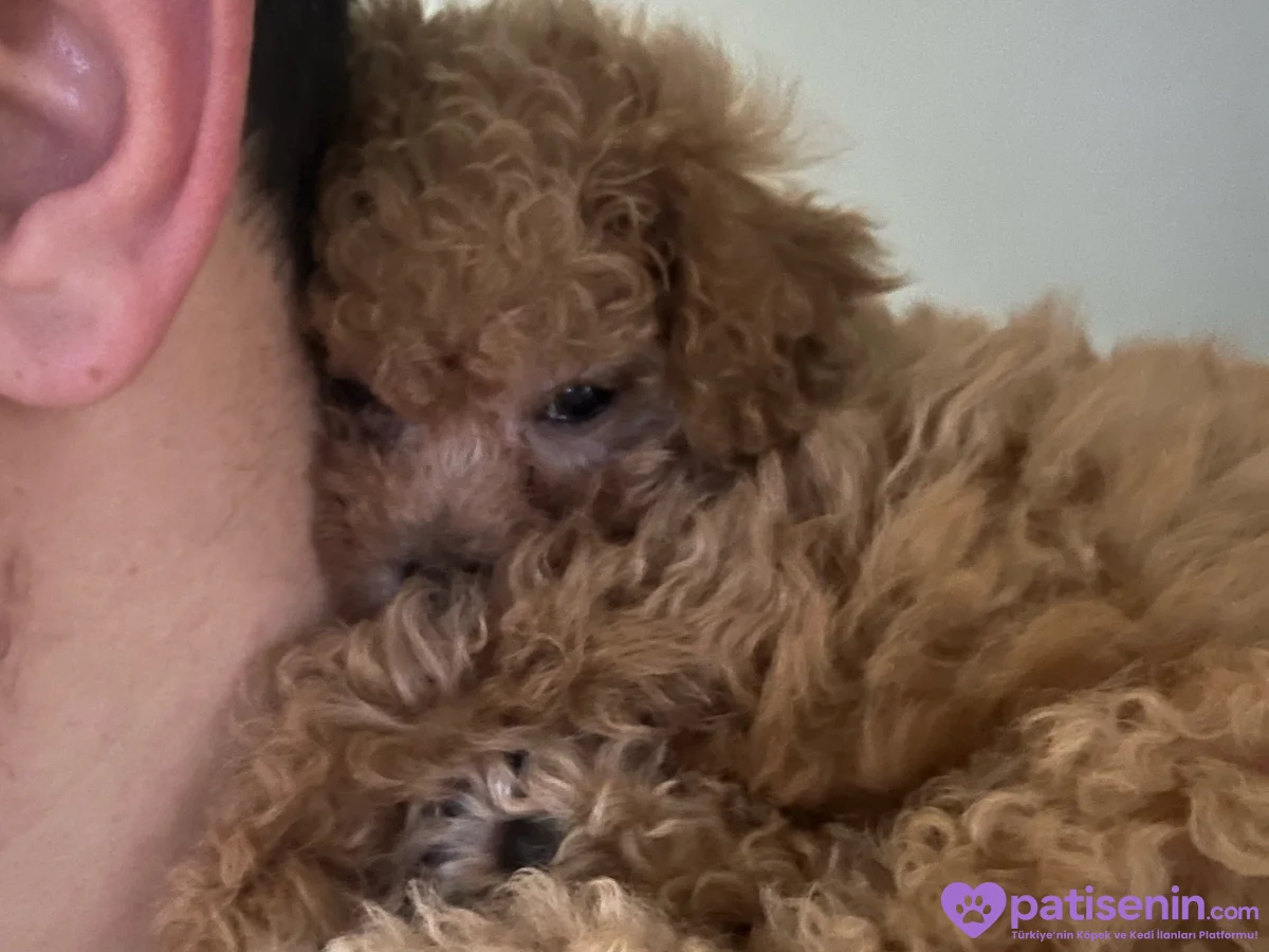 Maltıpoo ve maltese yavrular 3