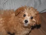 Maltıpoo ve maltese yavrular