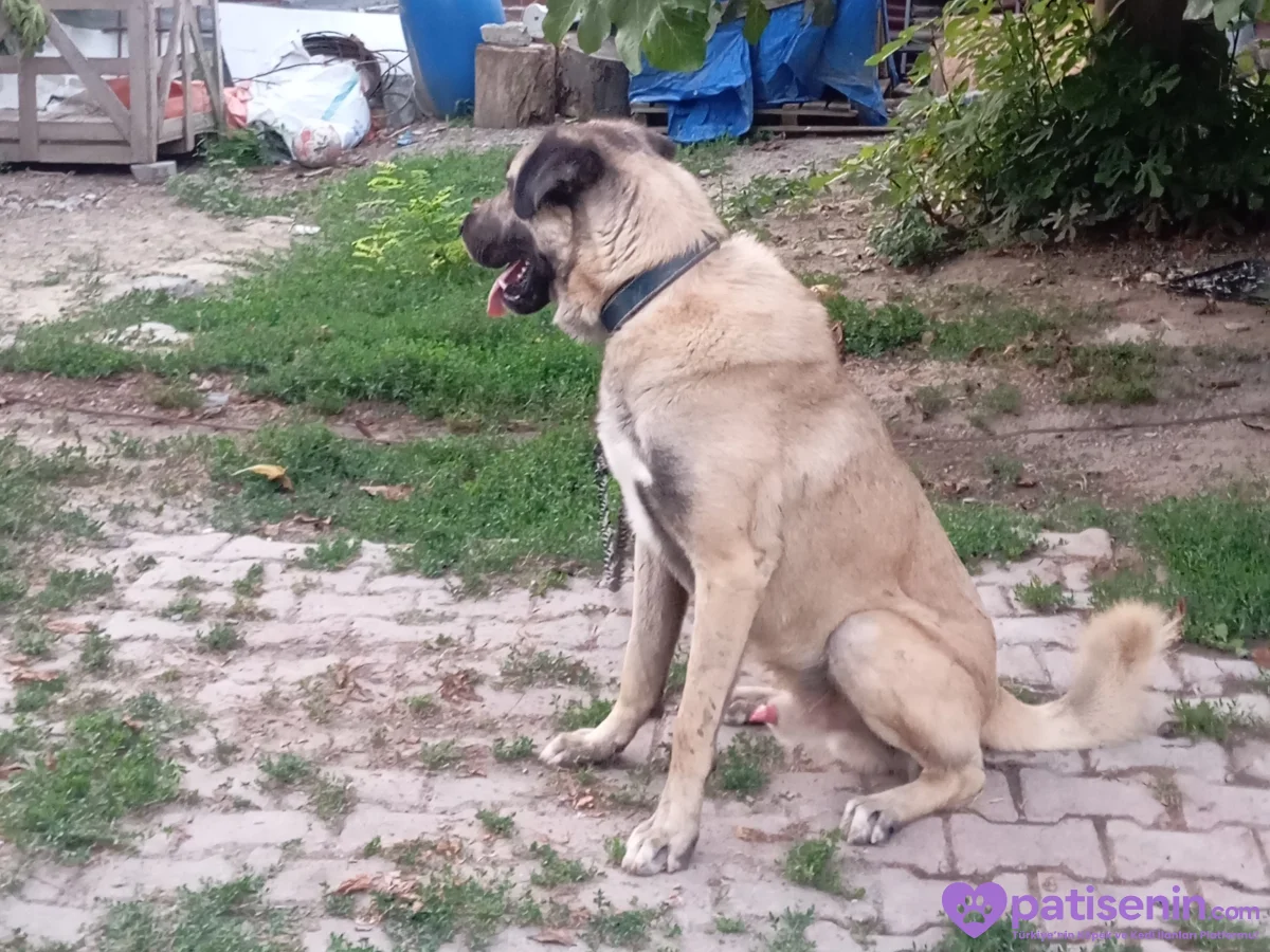 2 yaşında kangal çoban köpeği 1