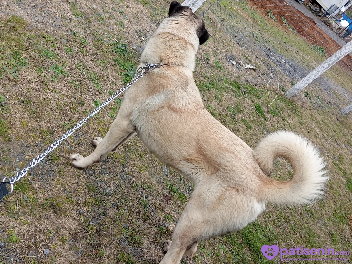 2 yaşında kangal çoban köpeği 3