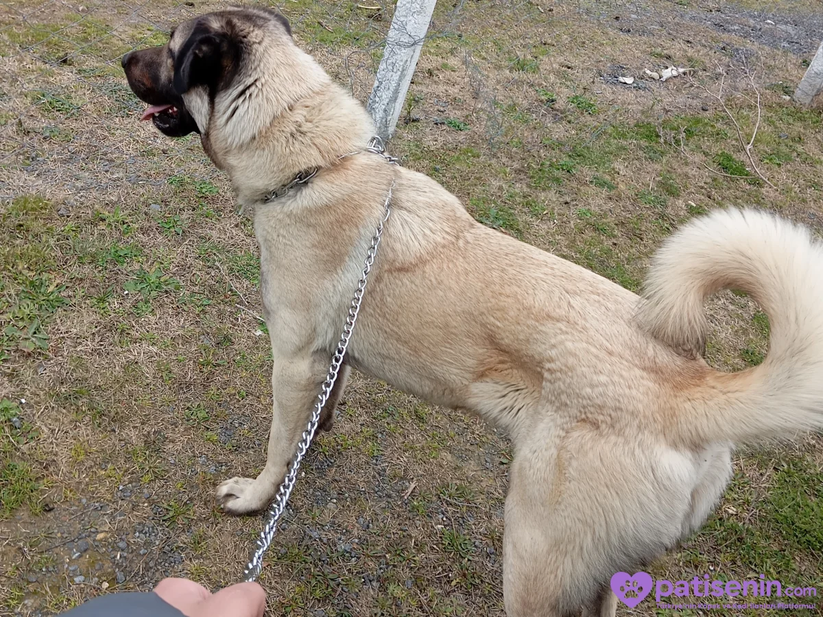 2 yaşında kangal çoban köpeği 2