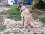 2 yaşında kangal çoban köpeği