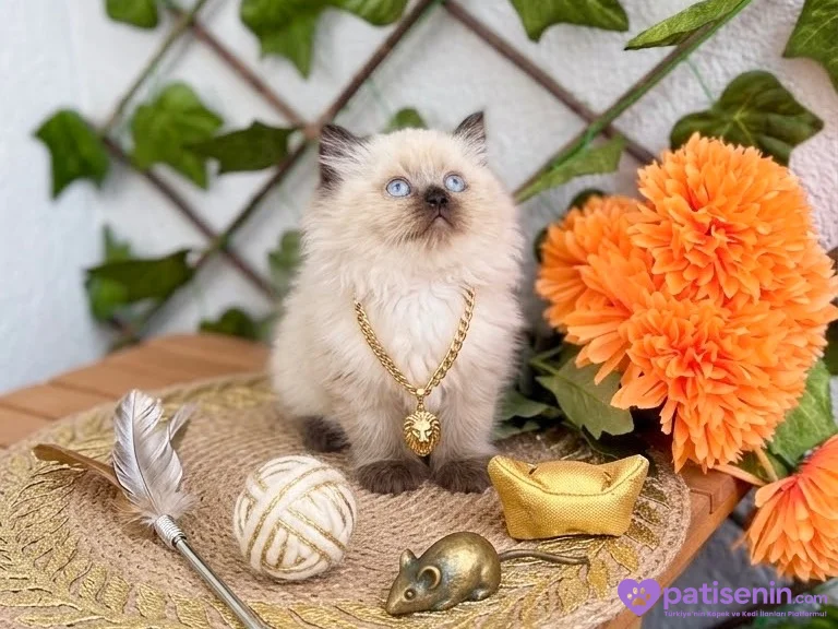 DİŞİ BLUEPOİNT POFUDUK PRENSES BRİTİSH 4
