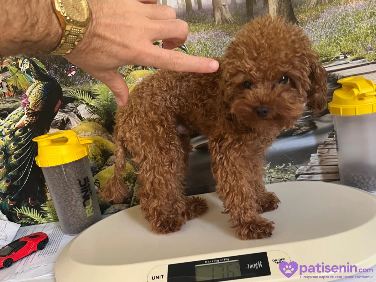 En İyisini İsteyene! Çok Tatlı, 1.600 gr, 10 Aylık Teacup Poodle 1