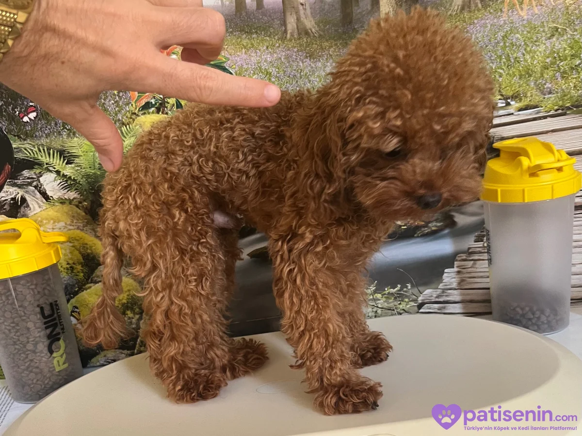 En İyisini İsteyene! Çok Tatlı, 1.600 gr, 10 Aylık Teacup Poodle 3
