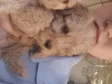 4 aylık maltipoo 0 numara