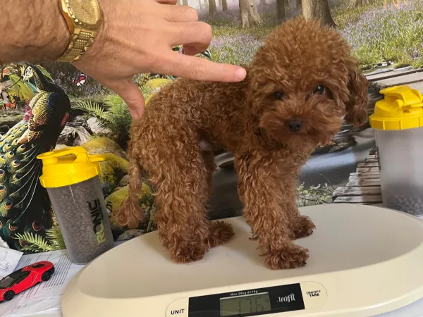 En İyisini İsteyene! Çok Tatlı, 1.600 gr, 10 Aylık Teacup Poodle