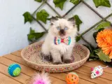 DİŞİ BLUEPOİNT POFUDUK PRENSES BRİTİSH