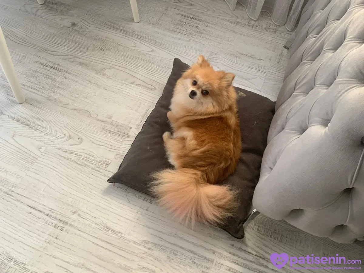 takas veya satılık dişi pomerian 6