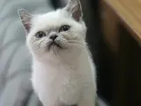 Evinize neşe katacak sevimli minnoş