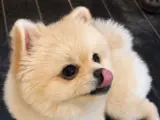1 yaşında orjinal ayı surat pomerian boo 0 numara