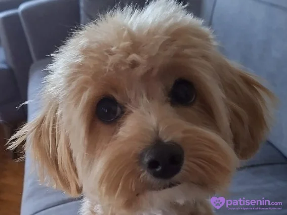 Maltipoodur annesi maltese babası poodle erkektir 1