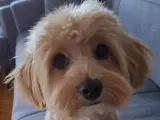 Maltipoodur annesi maltese babası poodle erkektir
