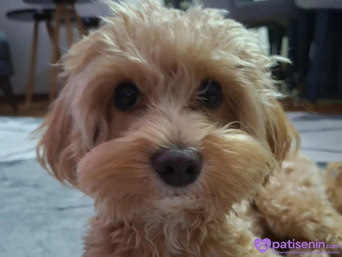 Maltipoodur annesi maltese babası poodle erkektir 2