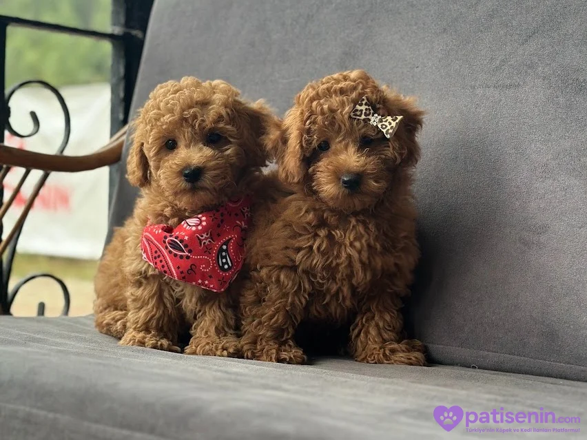 Safkan Toy Poodle Yavruları 5