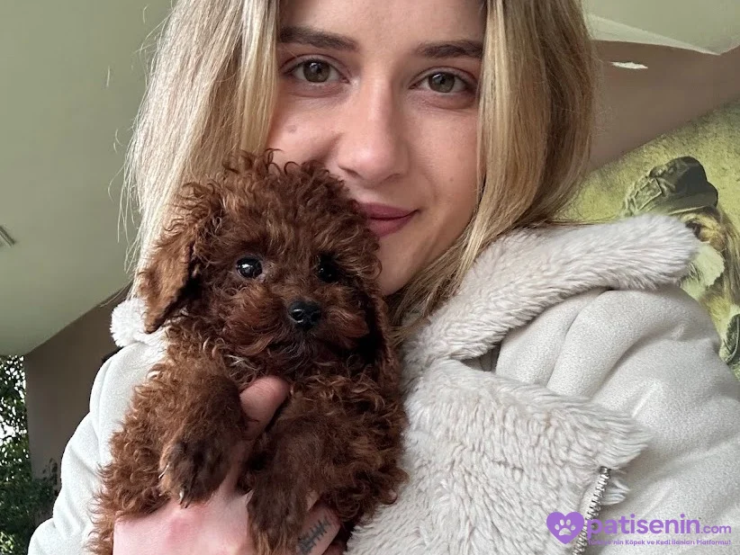Safkan Toy Poodle Yavruları 2