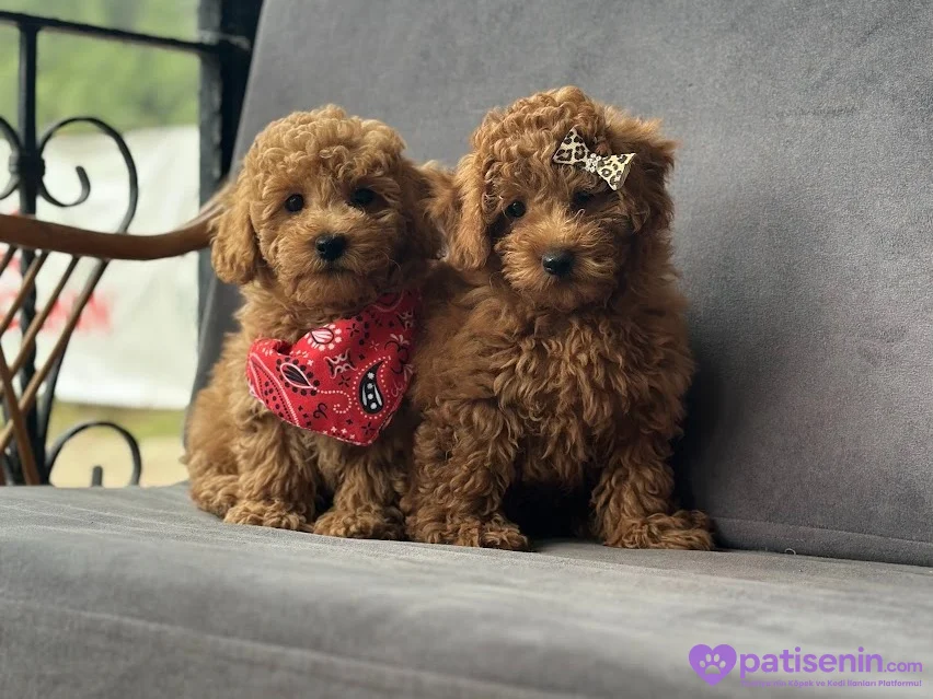 Safkan Toy Poodle Yavruları 4