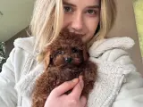 Safkan Toy Poodle Yavruları