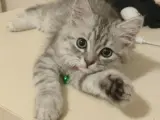 Sevecen kızımıza Ömürlük yuva arıyoruz