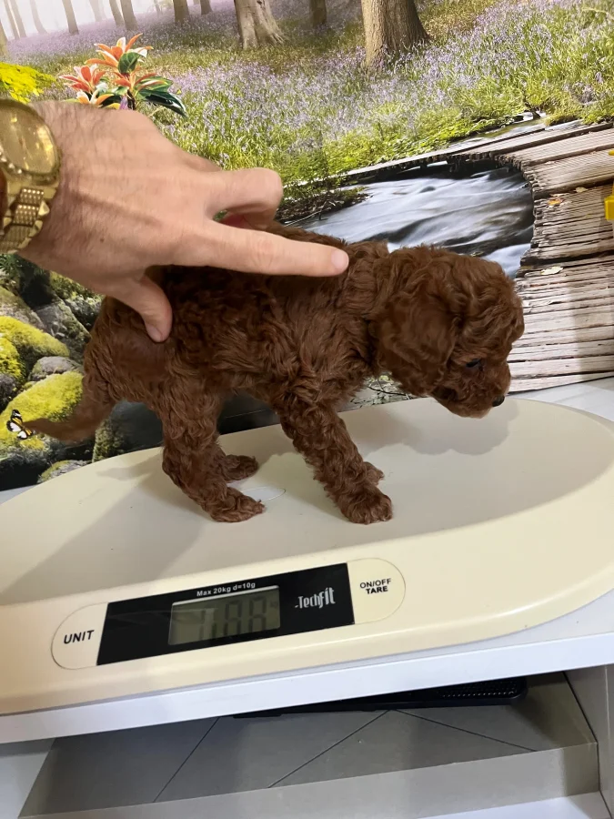 Çok Tatlı, Orijinal Toy Poodle Yavrusu 4