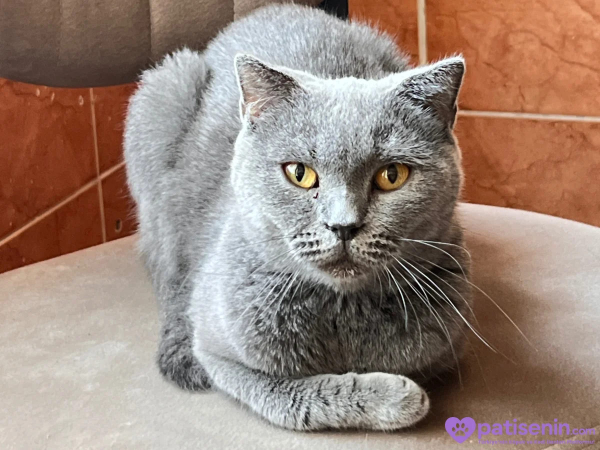 🐱 4 Yaşında Gri, Sarı Gözlü Dişi Kedi Lena’ya Yuva Aranıyor 💛 2