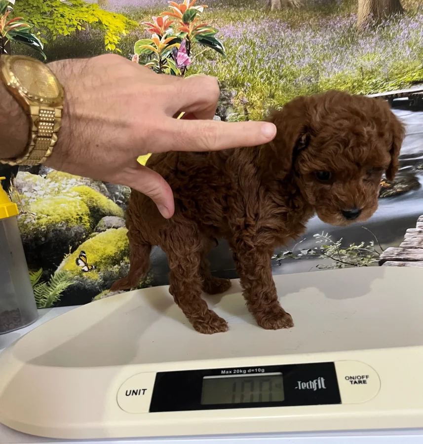Çok Tatlı, Orijinal Toy Poodle Yavrusu 3