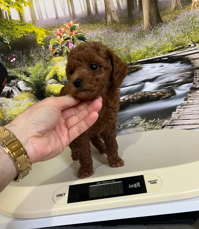 Çok Tatlı, Orijinal Toy Poodle Yavrusu 2