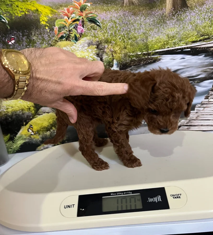 Çok Tatlı, Orijinal Toy Poodle Yavrusu 1