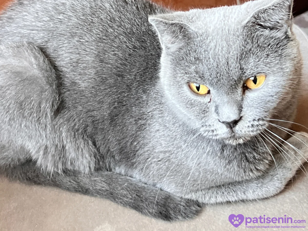 🐱 4 Yaşında Gri, Sarı Gözlü Dişi Kedi Lena’ya Yuva Aranıyor 💛 3