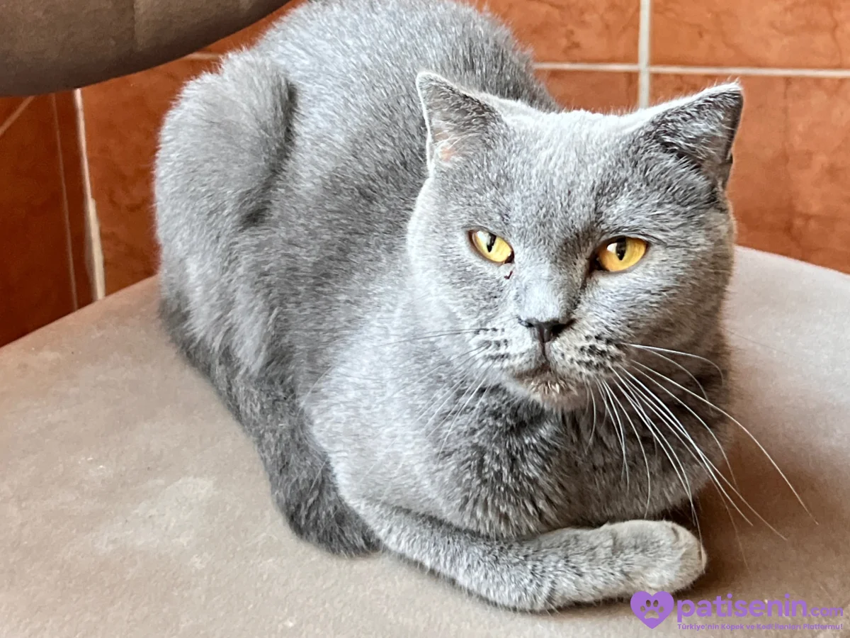 🐱 4 Yaşında Gri, Sarı Gözlü Dişi Kedi Lena’ya Yuva Aranıyor 💛 1