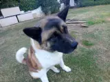 Safkan Dişi Akita İnu Çiftleştirme İlanı