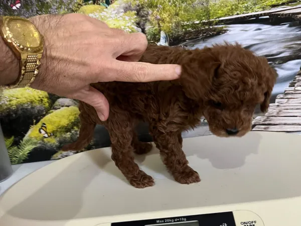 Çok Tatlı, Orijinal Toy Poodle Yavrusu