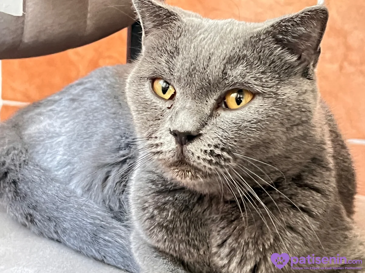 🐱 4 Yaşında Gri, Sarı Gözlü Dişi Kedi Lena’ya Yuva Aranıyor 💛 5