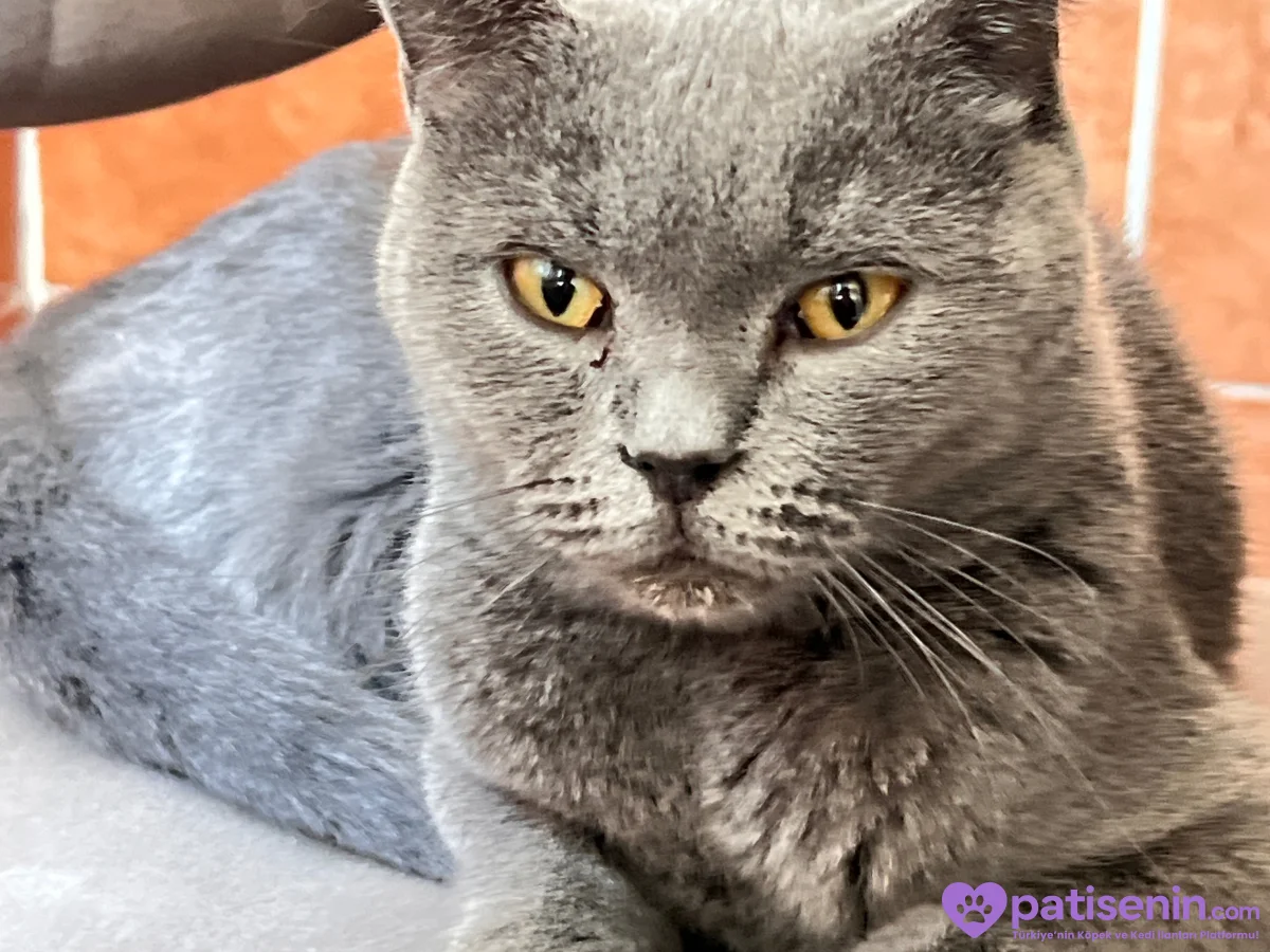 🐱 4 Yaşında Gri, Sarı Gözlü Dişi Kedi Lena’ya Yuva Aranıyor 💛 4