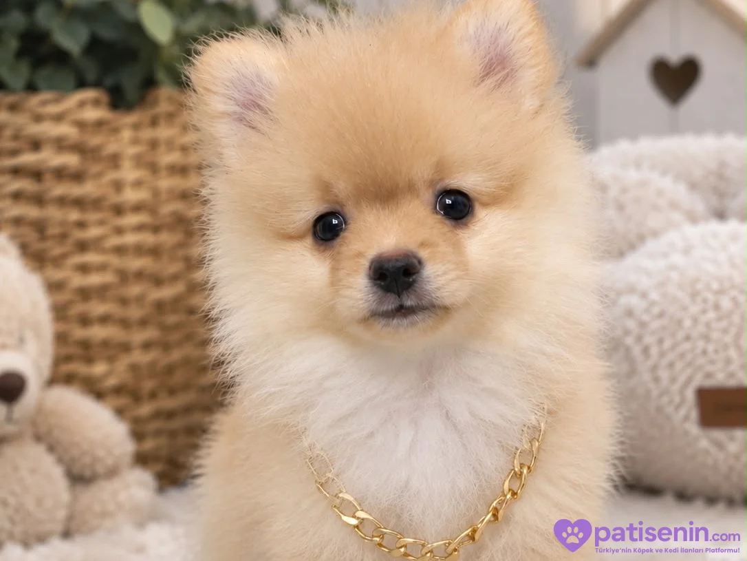 4 aylık Pomeranian boo yavrusu 2