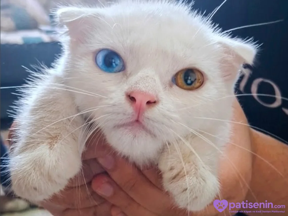 Sevimli Safkan Scottish Fold Kizimiz 1