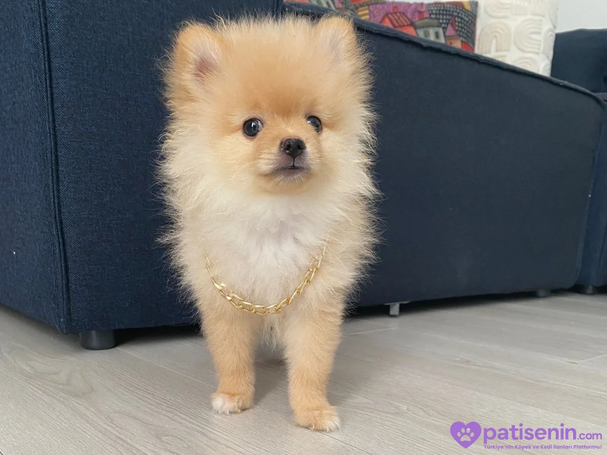 4 aylık Pomeranian boo yavrusu 3