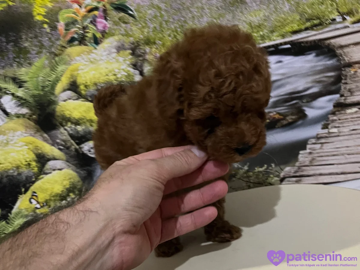 Harika Bir Toy Poodle Yavrusu Kaçırmayın! 4