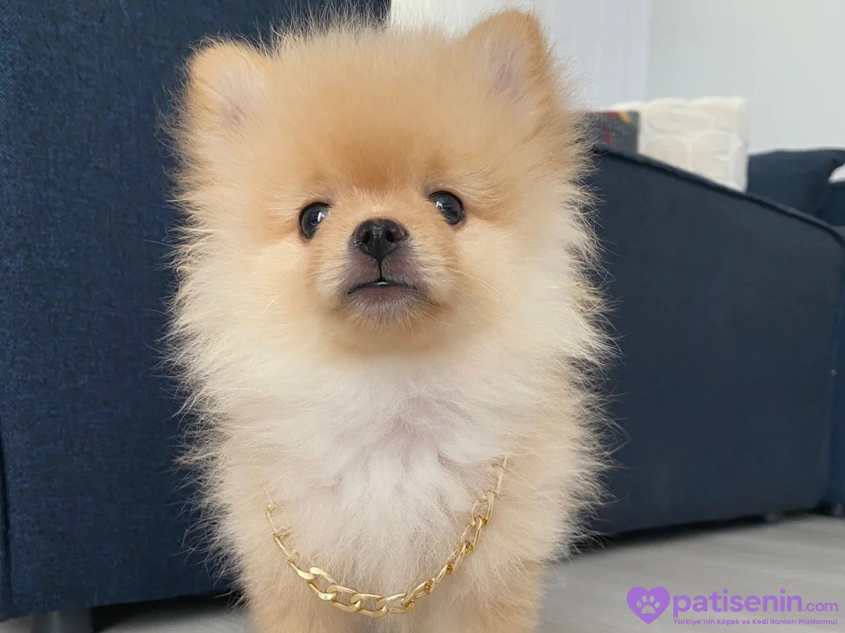 4 aylık Pomeranian boo yavrusu 5