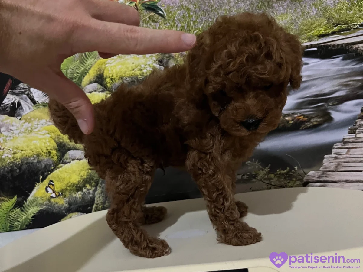 Harika Bir Toy Poodle Yavrusu Kaçırmayın! 1