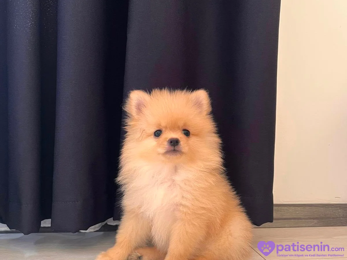 4 aylık Pomeranian boo yavrusu 1