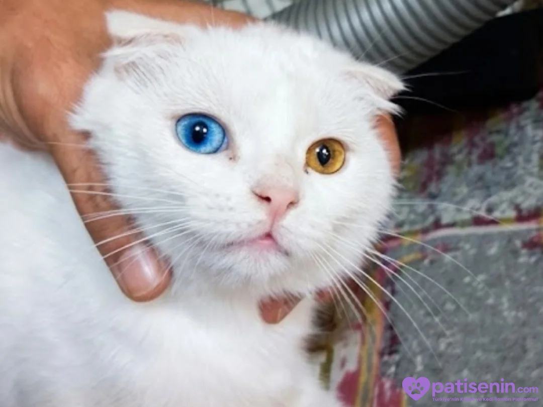 Sevimli Safkan Scottish Fold Kizimiz 2