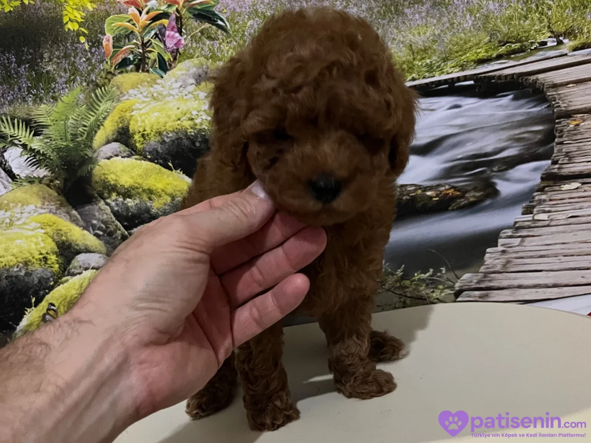 Harika Bir Toy Poodle Yavrusu Kaçırmayın! 2