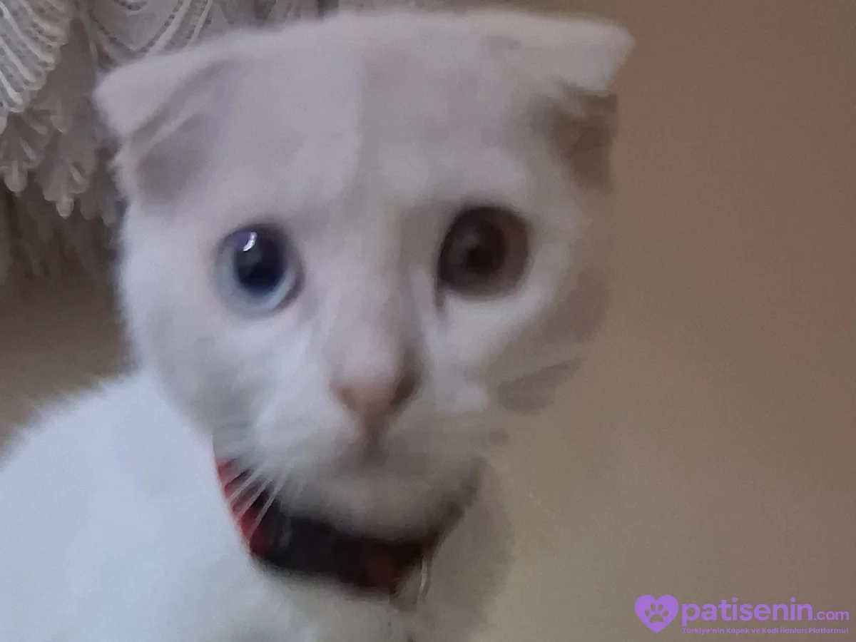 Sevimli Safkan Scottish Fold Kizimiz 3