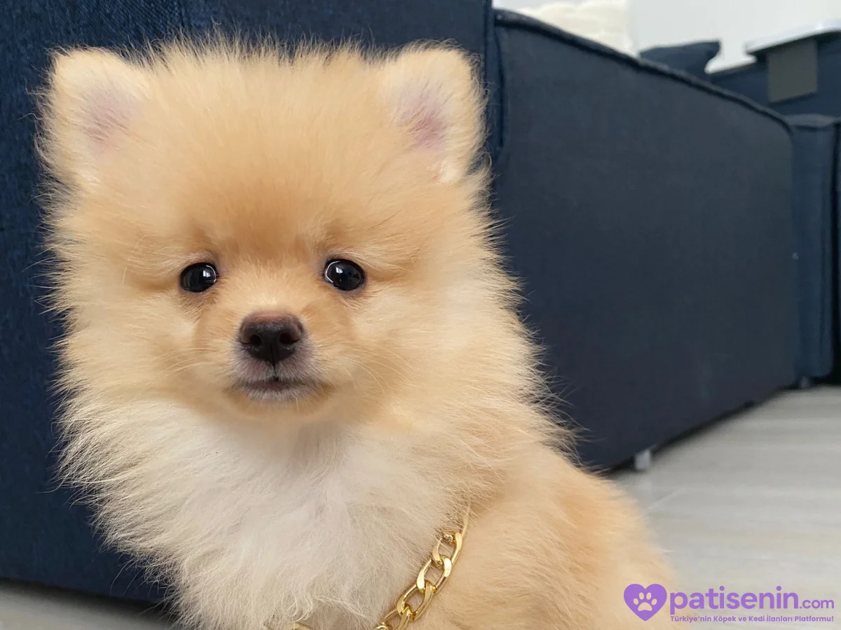 4 aylık Pomeranian boo yavrusu 4