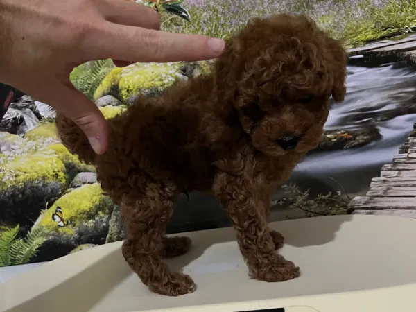 Harika Bir Toy Poodle Yavrusu Kaçırmayın!