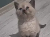 Evinize neşe katacak sevimli minnoş