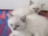 Evinize neşe katacak sevimli minnoşlar